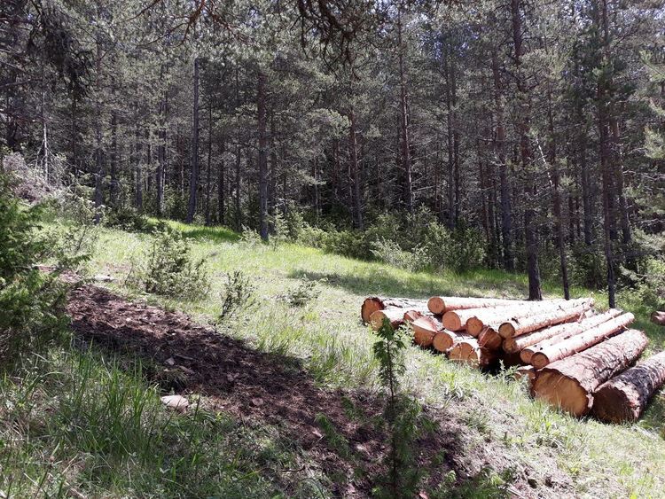 Над 270 акта съставиха горски стражари, над 700 кубика бракониерска дървесина конфискуваха