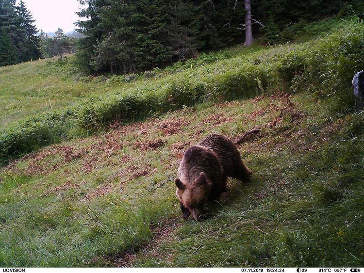 Десетки стопани в няколко родопски общини пропищяха от нападенията на мечки