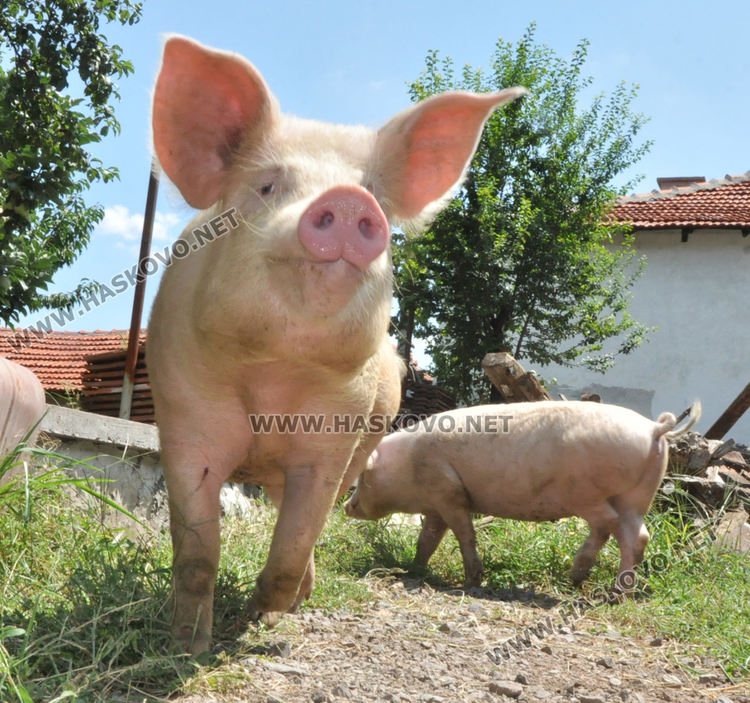 78 стопани от Хасковско вече получиха по 300 лева за закланите прасета