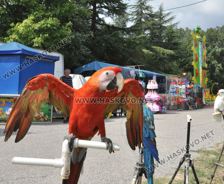 300 лева награда на панаира в Хасково за вис на лост