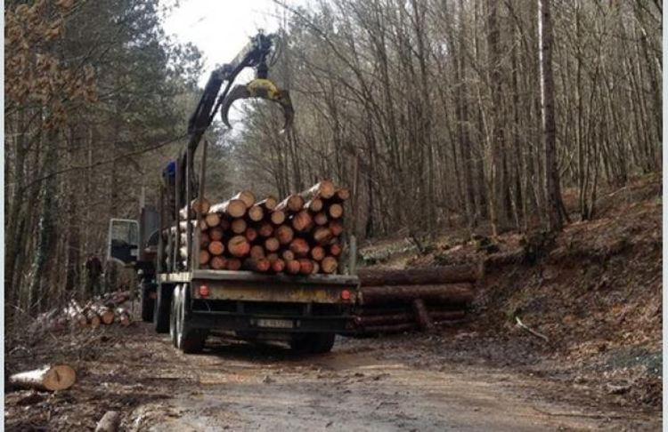 Села в Смолянско под карантина заради африканската чума по свинете, имат проблеми с дърва за зимата