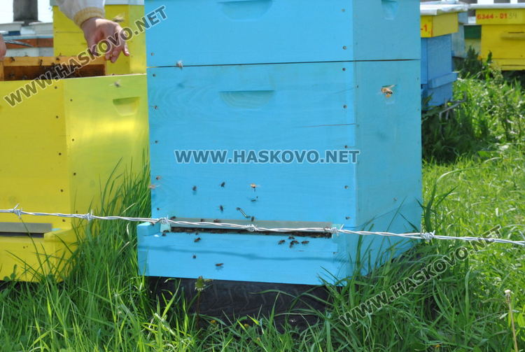 Българският мед е третият най - евтин в ЕС