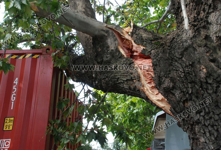 40-тонен тир се заклещи в дърво до ПИМ-а, затвориха част от „Васил Левски“