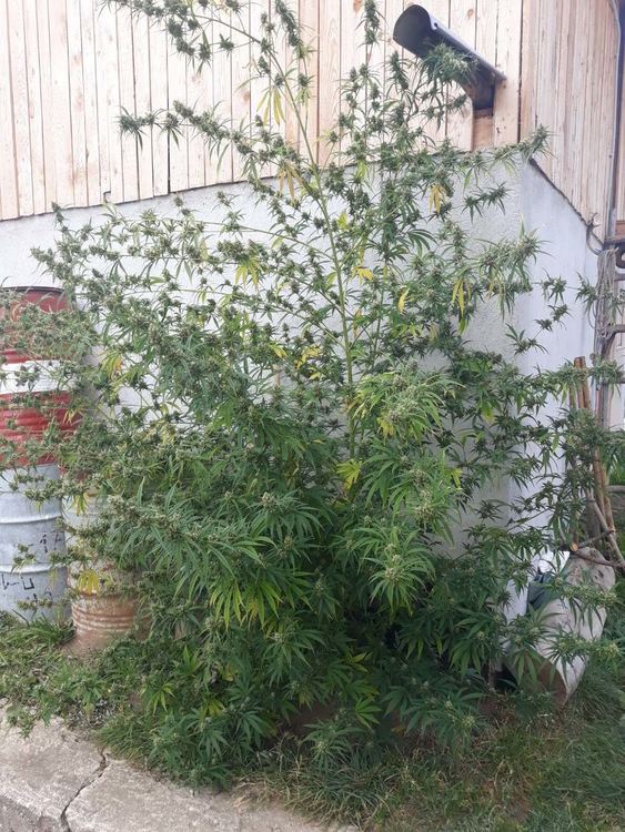 Растението е намерено в двора на момчиловеца, източник: пресцентър ОДМВР Смолян