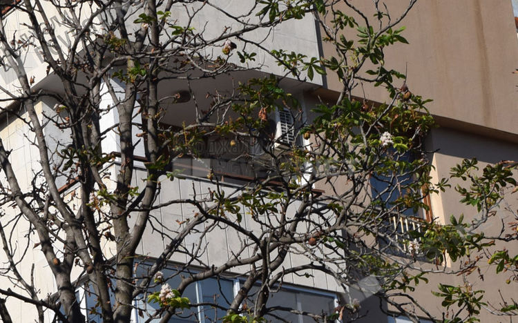 Кестени цъфнаха в Кърджали за втори път тази година, чака ли ни сурова зима?