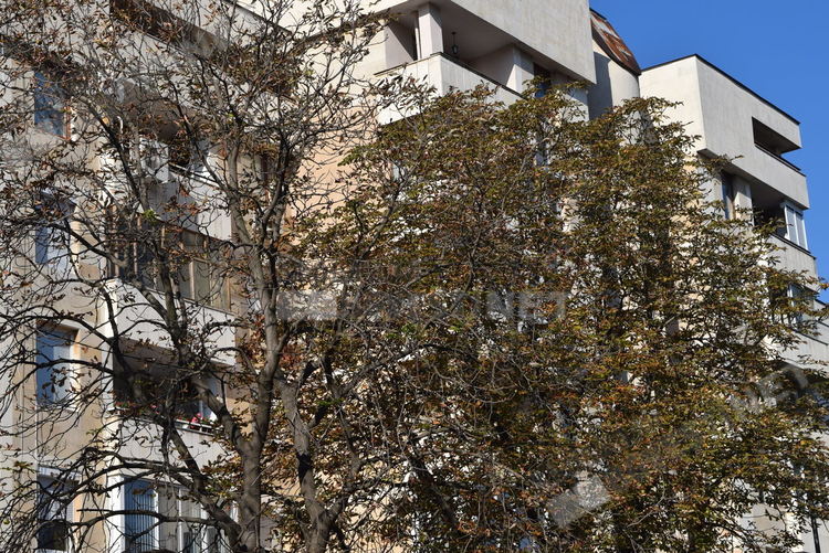 Кестени цъфнаха в Кърджали за втори път тази година, чака ли ни сурова зима?