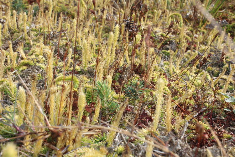 РИОСВ – Смолян провери най-голямото находище на Блатен плаун в Родопите