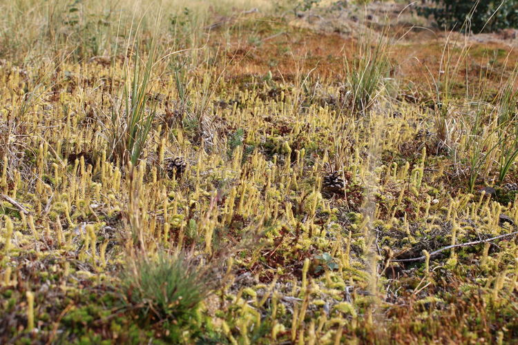 РИОСВ – Смолян провери най-голямото находище на Блатен плаун в Родопите