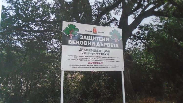Четирите вековни дървета край Хасково са вече обозначени