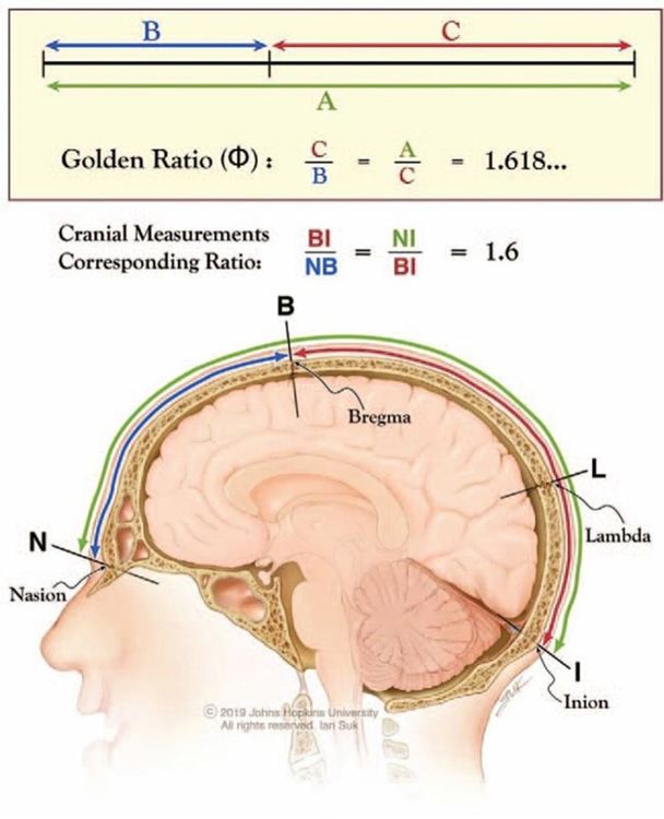 Златно сечение в размерите на човешкия череп. Кредит: (Ian Suk, Johns Hopkins University, 2019)