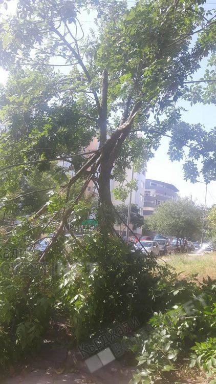 Граждани от „Възрожденци” негодуват за кастренето на дървета в квартала