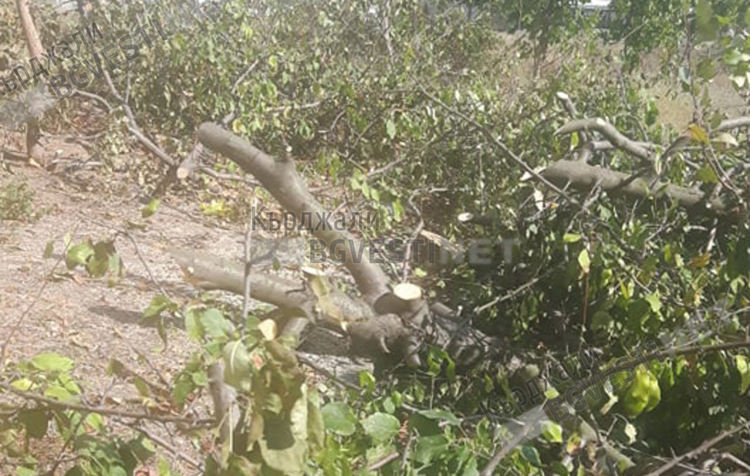 Граждани от „Възрожденци” негодуват за кастренето на дървета в квартала