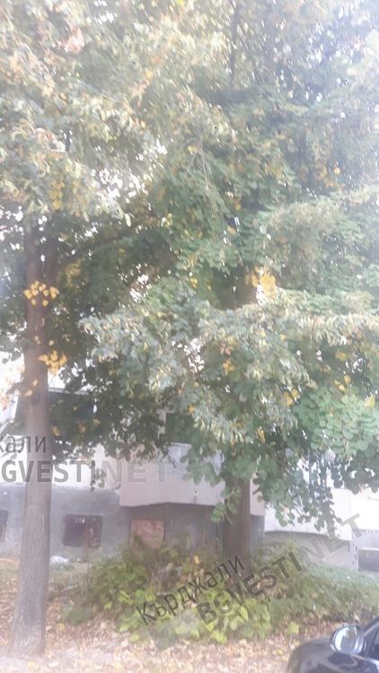 Граждани от „Възрожденци” негодуват за кастренето на дървета в квартала