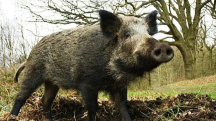 Отпадат забраните и ограниченията в Смолянско заради заразата от Африканска чума по свинете