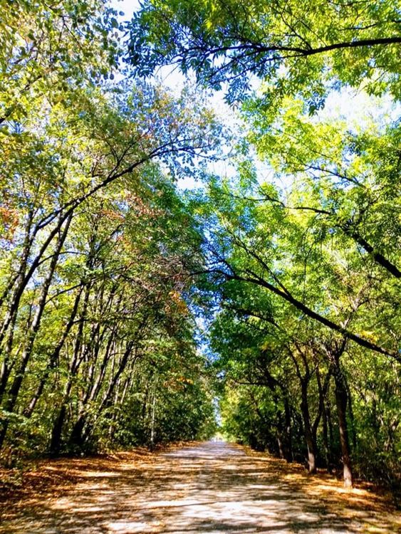 Летни температури днес