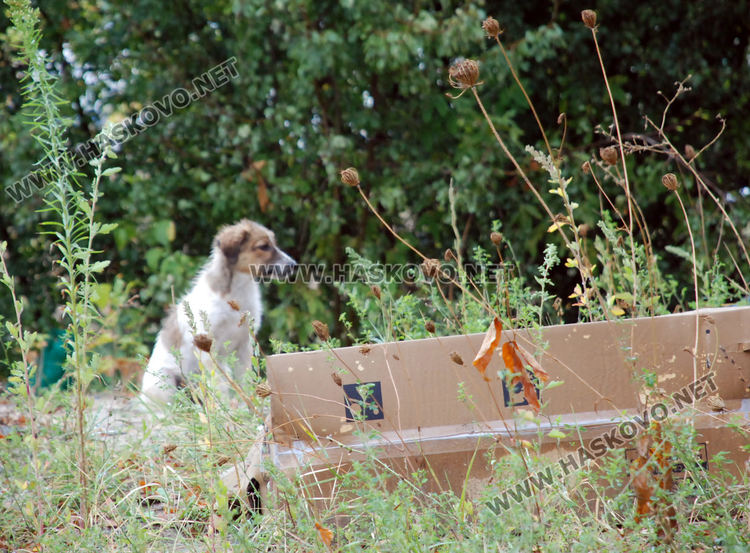 500 лв. за хвърлен боклук извън определените места