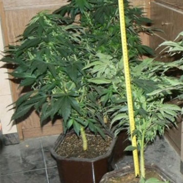 снимките са илюстративни