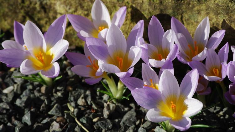 Адамов минзухар (Crocus adamioides Kernd. & Pasche)