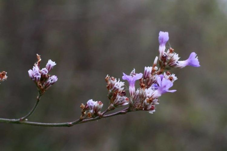 Маноловска гърлица (Limonium asterotrichum)