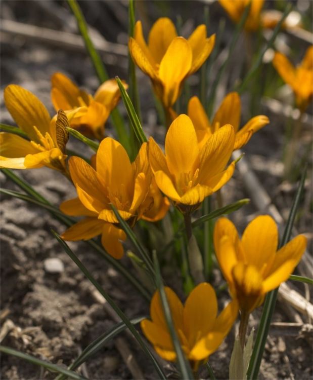 Оливиеров минзухар (Crocus olivieri)