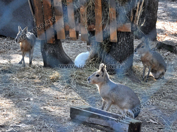 Лекуват понито Виделина в хасковския зоопарк заради възпалена става