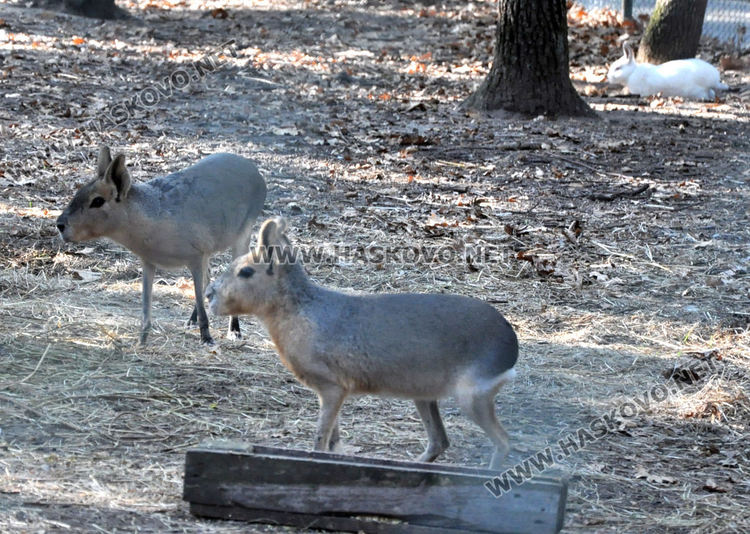 Патагонски марита