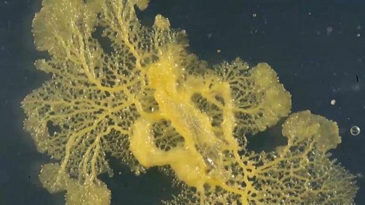 Вижте как "петното" в Парижкия зоопарк лови храна (видео)