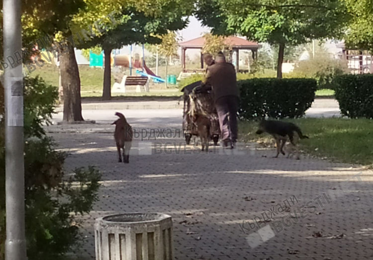Клошар от Кърджали  събира глутница бездомни кучета,  грижи се за тях като за свои деца
