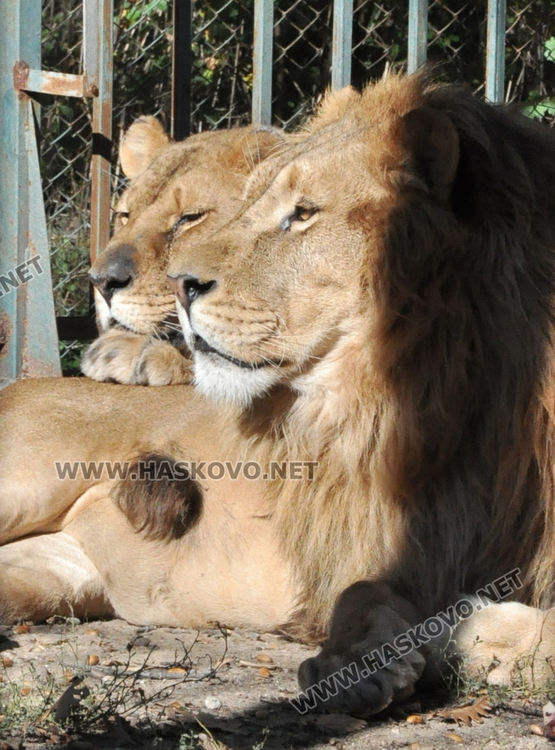 Лили доведе зет в Хасковския зоопарк