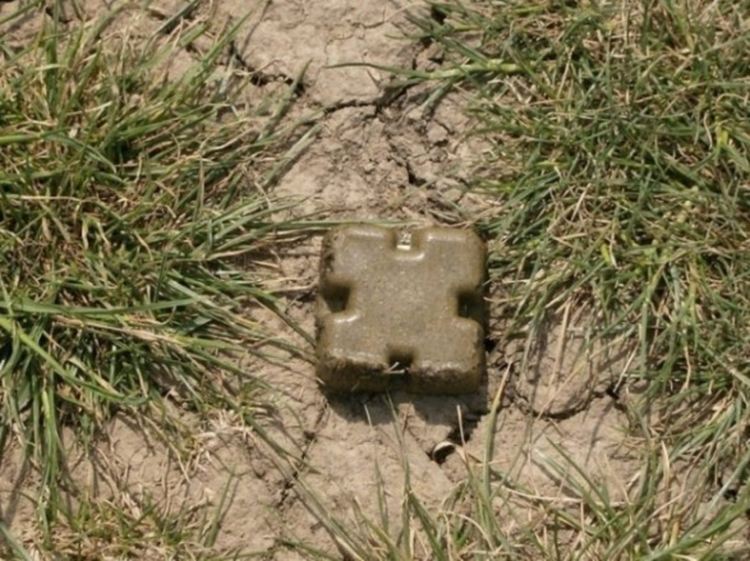 Пускат от въздуха ваксини против бяс по дивите хищници