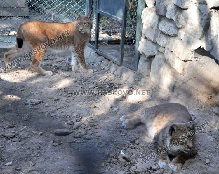 Лили доведе зет в Хасковския зоопарк