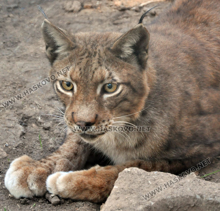 Лили доведе зет в Хасковския зоопарк