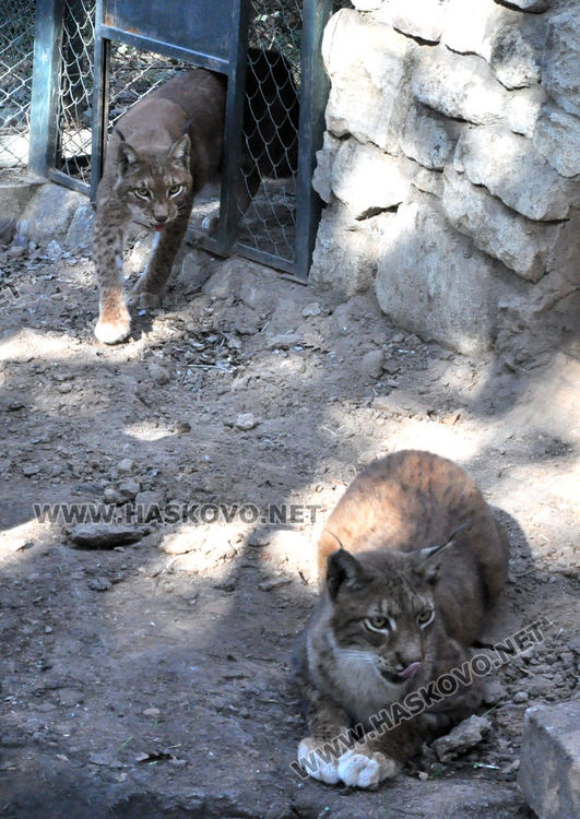 Лили доведе зет в Хасковския зоопарк