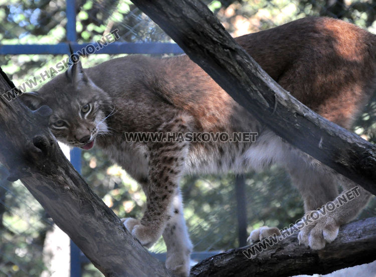 Лили доведе зет в Хасковския зоопарк