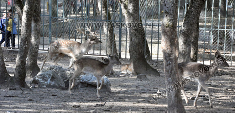 Лили доведе зет в Хасковския зоопарк