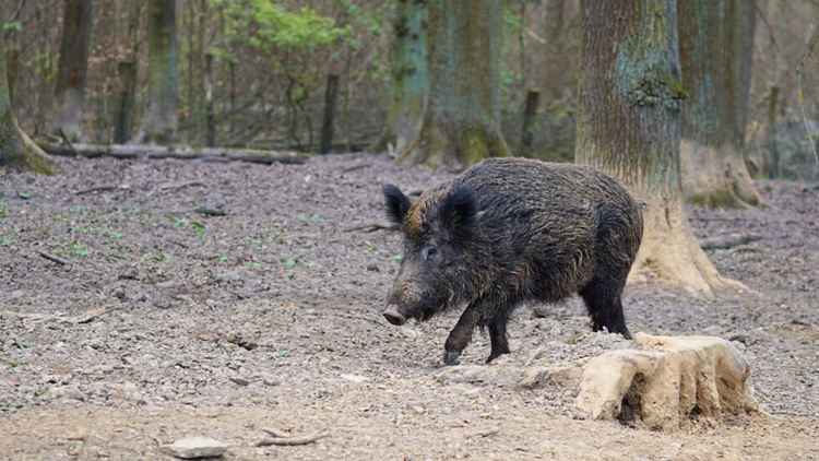 Ново огнище, африканската чума по свинете стигна и до Рудозем