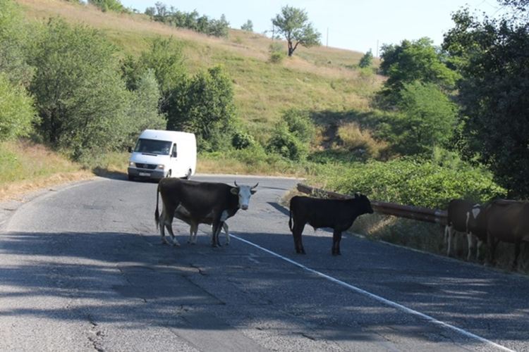 Отново катастрофи , причинени от безнадзорни животни