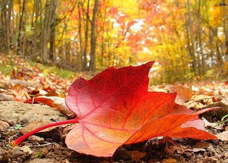 Остава облачно в петък