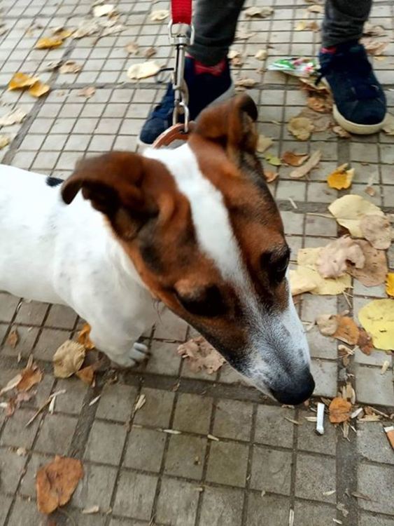 Намериха изгубен домашен любимец