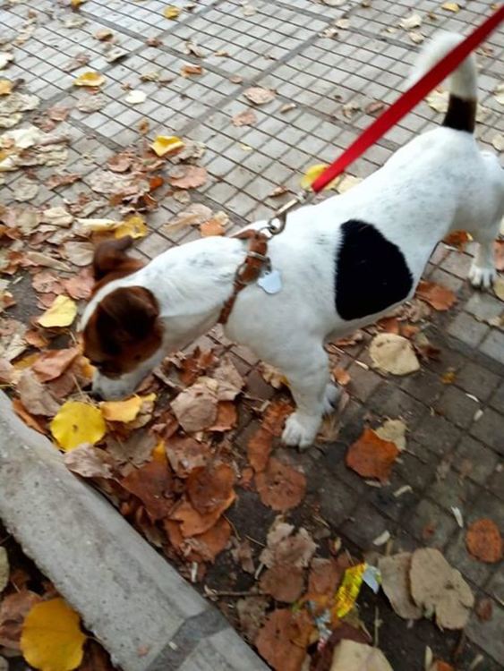 Намериха изгубен домашен любимец