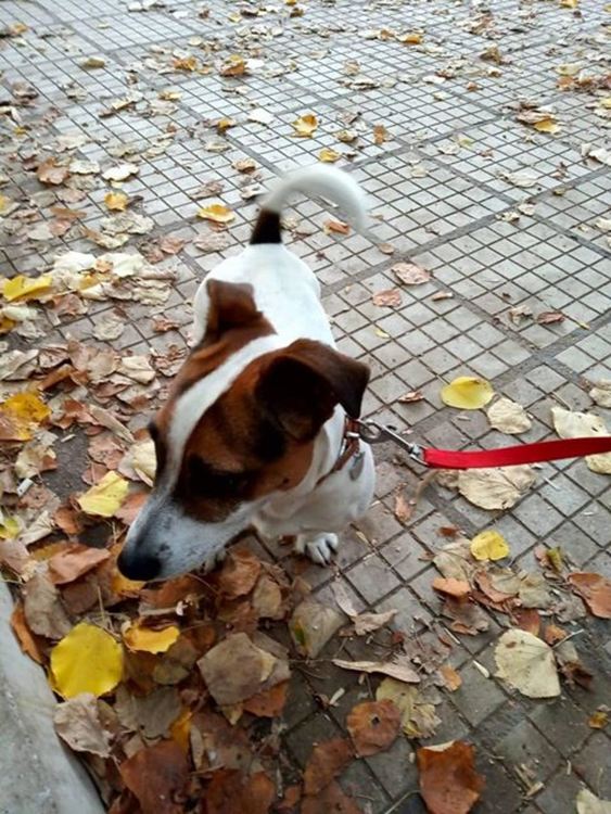 Намериха изгубен домашен любимец