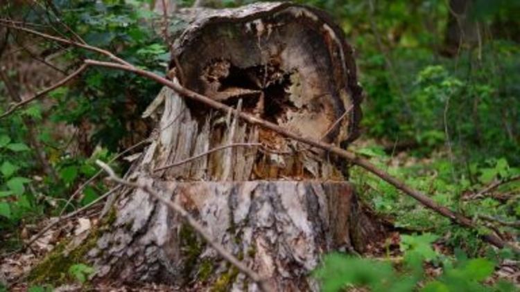 Пенсионер загина при рязане на дърво в Полянец
