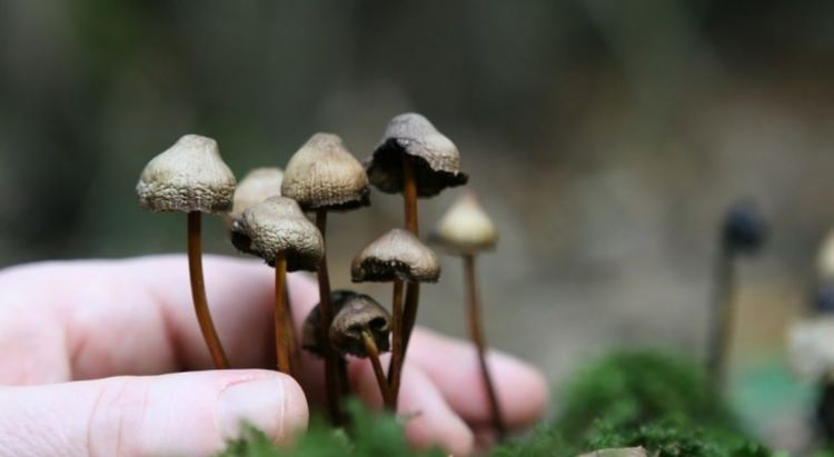 Мъж и жена са задържани в района на Хайдушки поляни, брали халюциногенни гъби