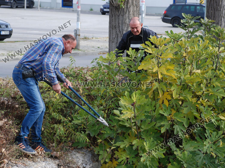 Автоинструктори кастриха храсти край кръстовище, за да осигурят видимост