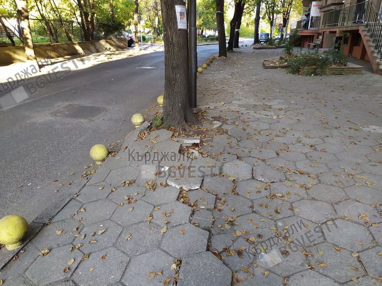 Коренища разбиват тротоарите в Кърджали, прекъсват кабелите за уличното осветление