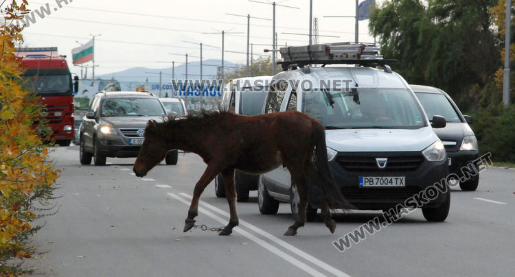 Безстопанствени коне затрудниха движението по пътя в Хасково за Димитровград
