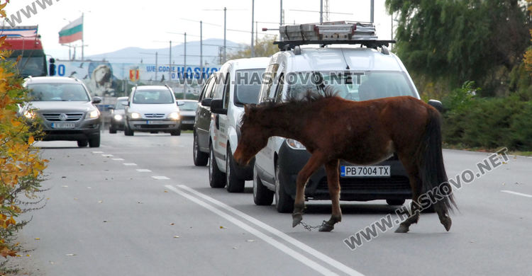 Безстопанствени коне затрудниха движението по пътя в Хасково за Димитровград