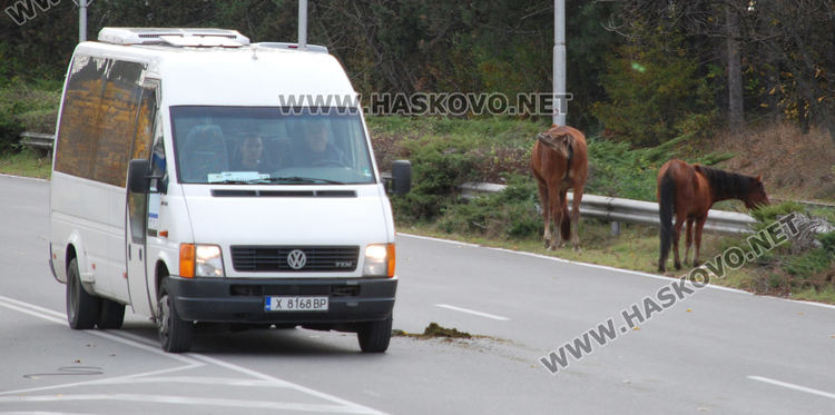 Безстопанствени коне затрудниха движението по пътя в Хасково за Димитровград