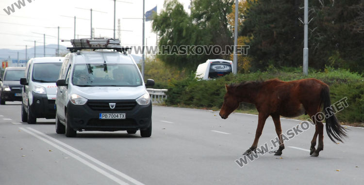 Безстопанствени коне затрудниха движението по пътя в Хасково за Димитровград