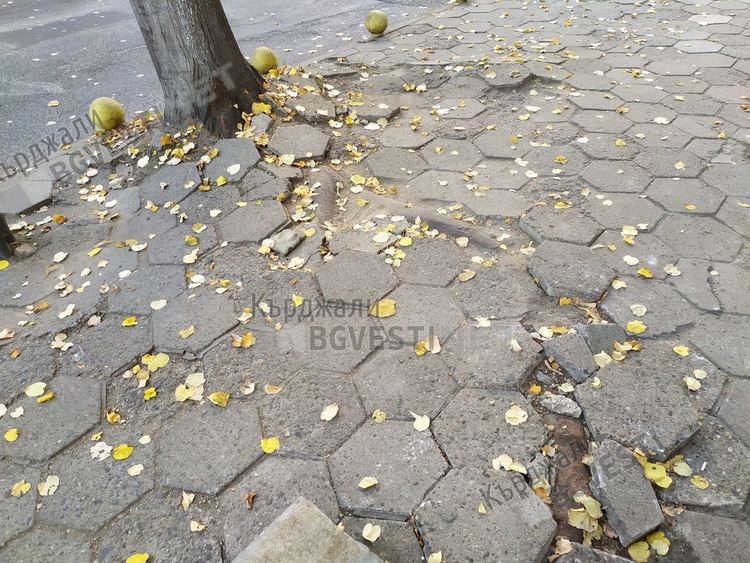 Коренища разбиват тротоарите в Кърджали, прекъсват кабелите за уличното осветление